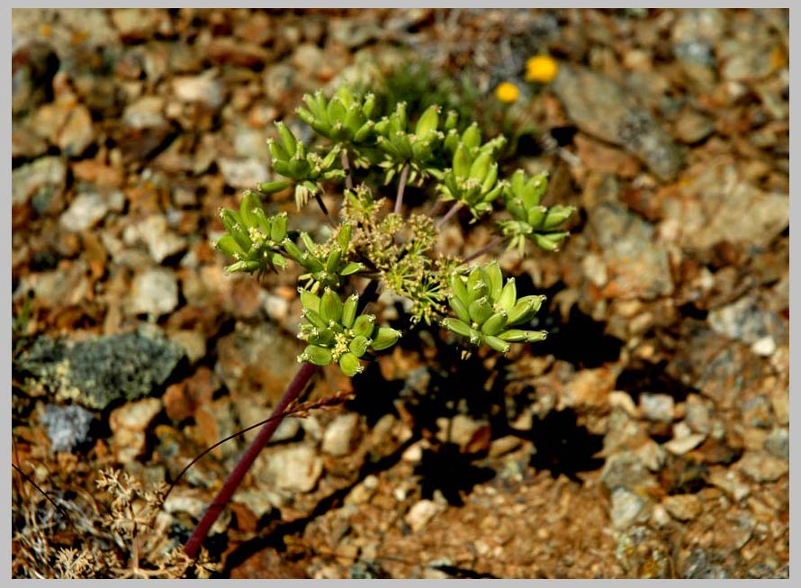 CLIFF CREGO | Large-fruited Biscuitroot, seeds (Lomatium macrocarpum)