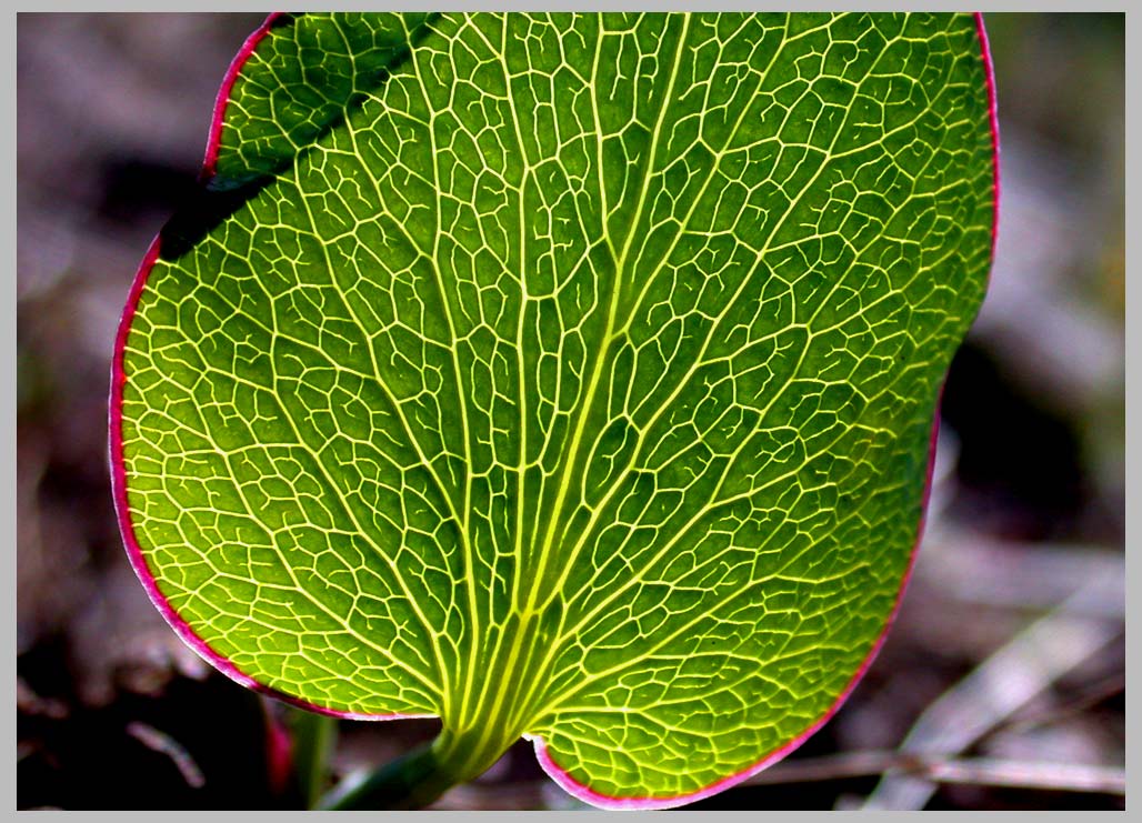 CLIFF CREGO | Barestem Desert Parsley, leaf venation pattern, (Lomatium nudicale), Snake River Country