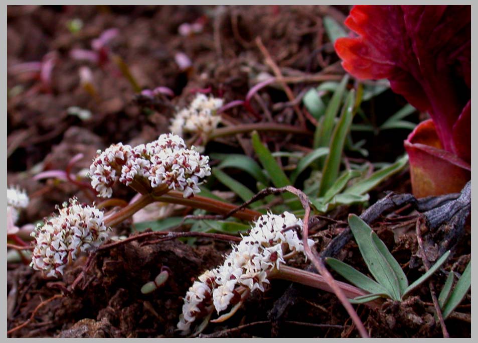 CLIFF CREGO | EARLY MOUNTAIN SPRING—Salt & Pepper with Fendler's Waterleaf (Lomatium piperi & Hydrophyllum fendleri)