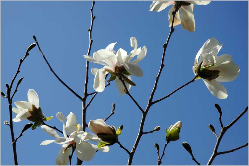 april magnolia