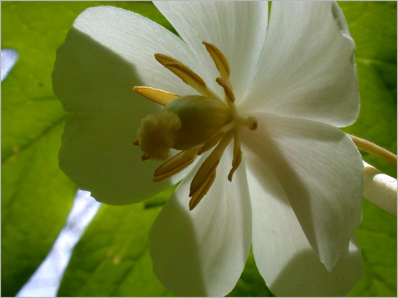 mayapple flower