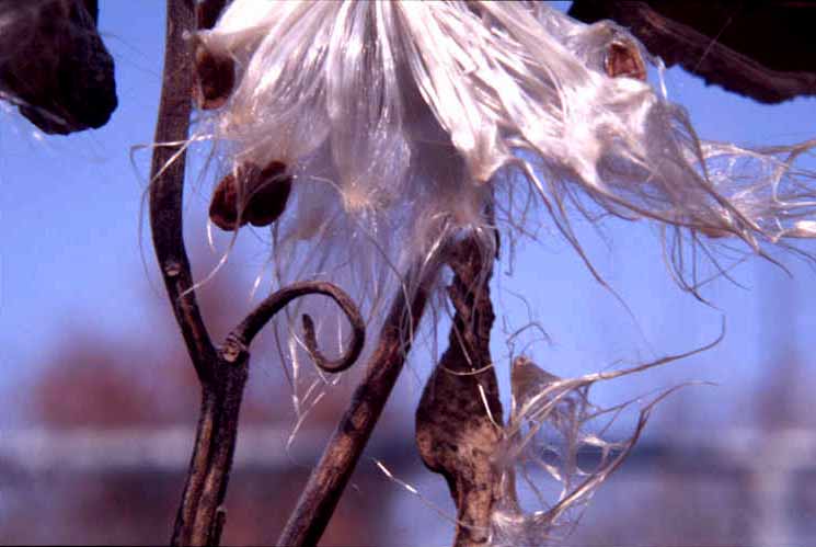 Milkweed, November aspect