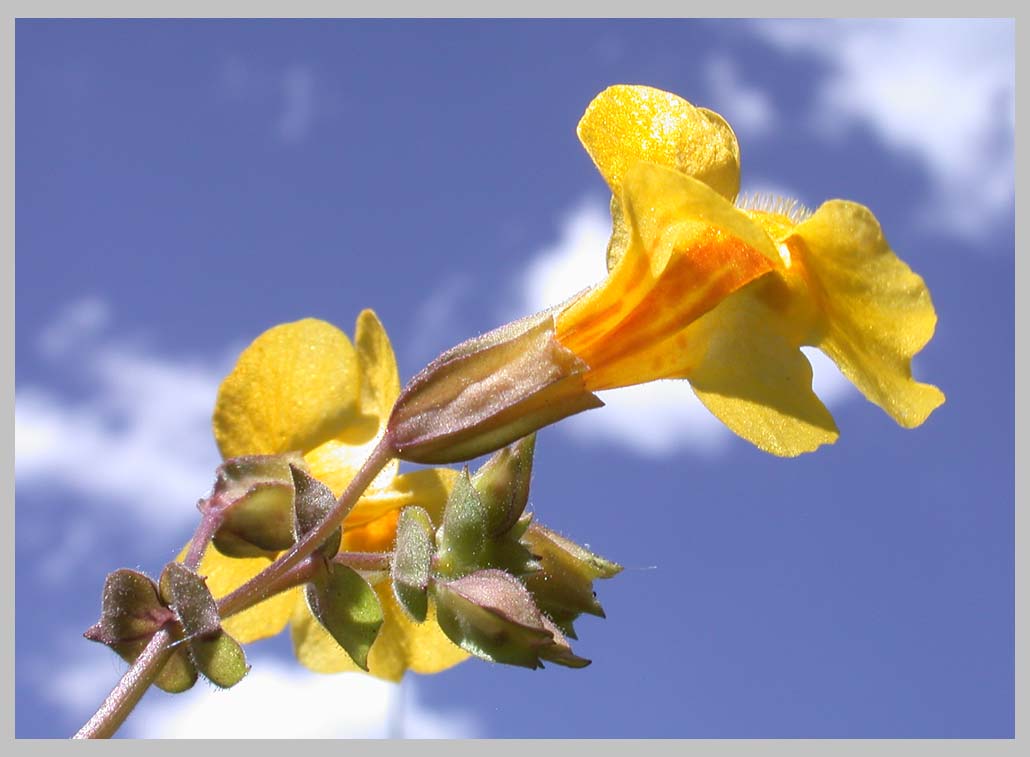 JUNE MONKEY FLOWER, skyview closeup (Mimulus guttatus)