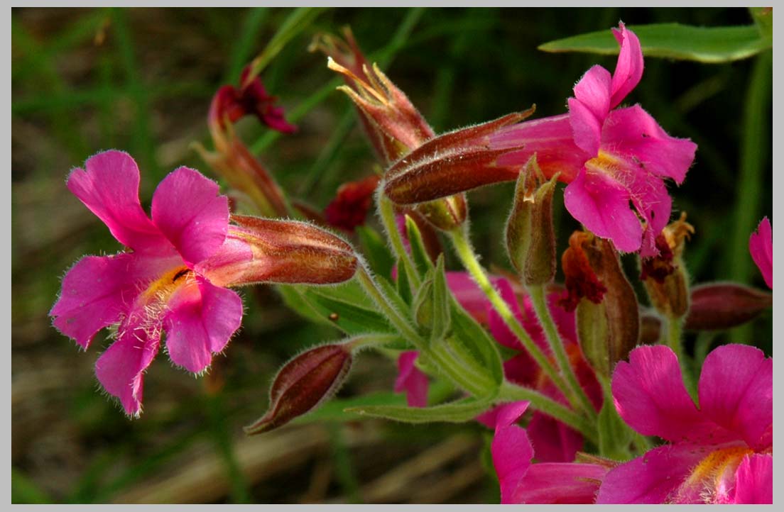 Lewis's Monkey-flower (Mimulus lewisii, Figwort family)