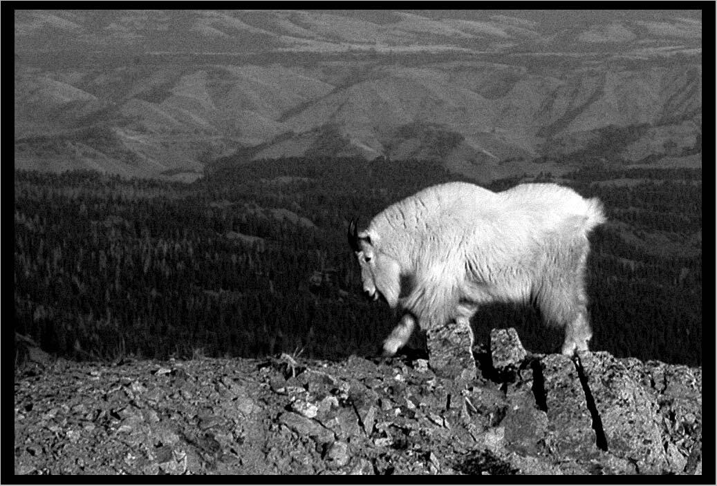 Mt. Goat at the summit of Copia Peak, the South Wallowas