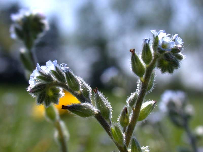 may forget-me-not