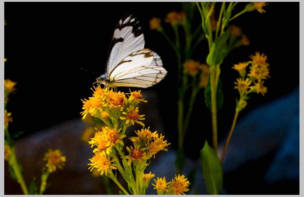 CLIFF CREGO | Pine White Butterfly (Neophasia menapia) on Groundsel (Senecio integerrimus)
