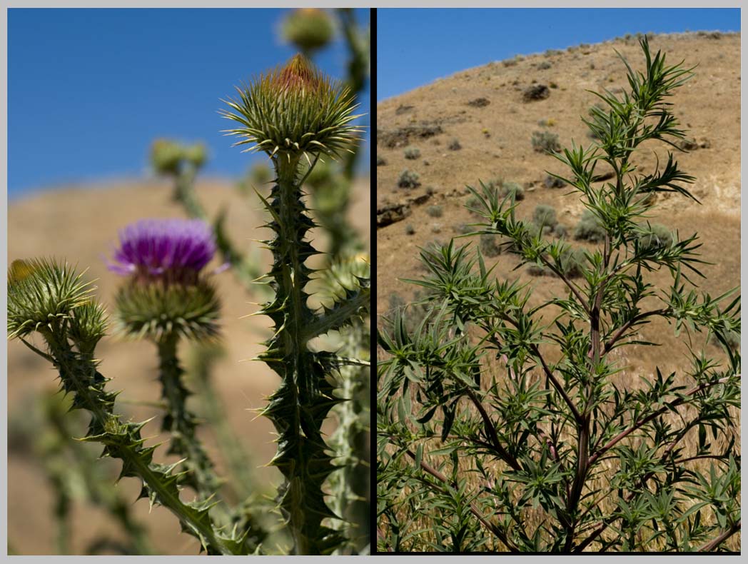 TWO WAYSIDE WEEDS,  flowering SCOTS THISTLE (Onopordum acanthium), & young RUSSIAN THISTLE—(Salsola tragus)