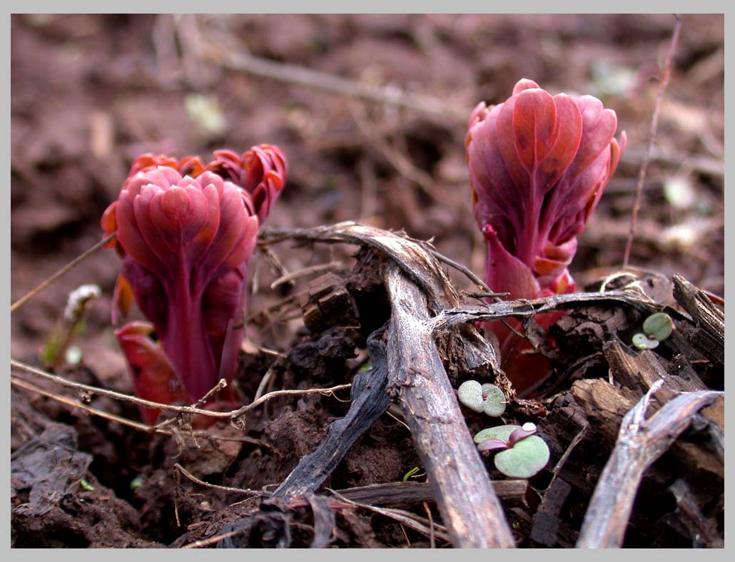 WESTERN PEONY—April leaves (Paeonia brownii), Eagle Cap Wilderness