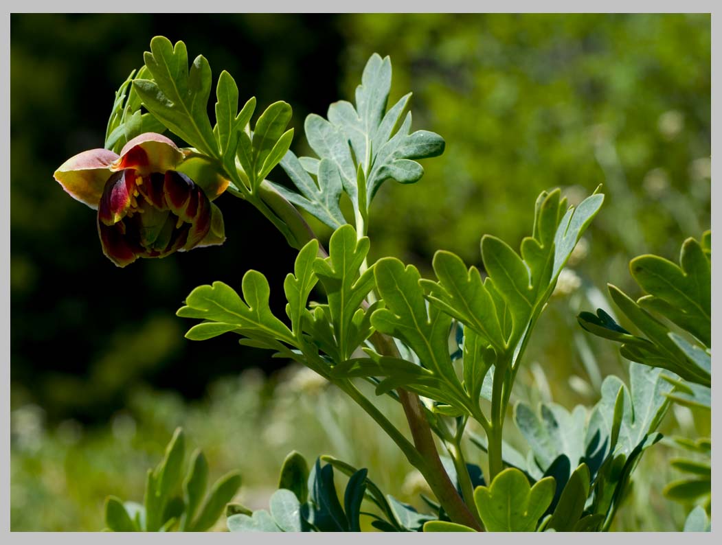  WESTERN PEONY (Paeonia brownii)