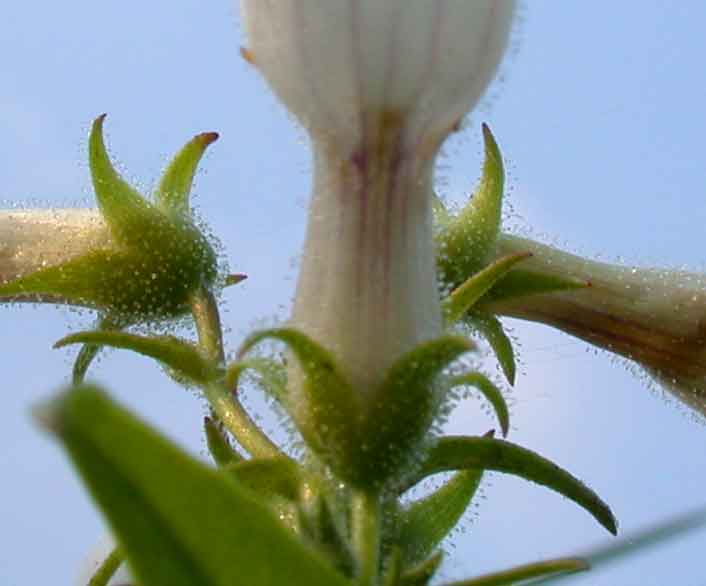 penstemon, from below