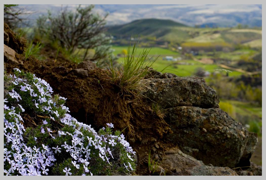 CUSHION PHLOX (Phlox hoodii)—above Eagle Valley