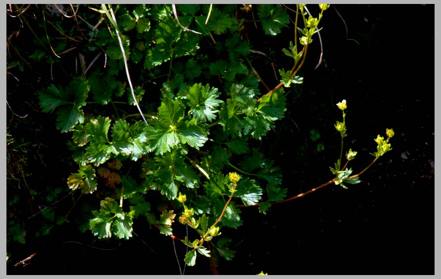 CLIFF CREGO | Fan-leaf Cinquefoil, leaf shape