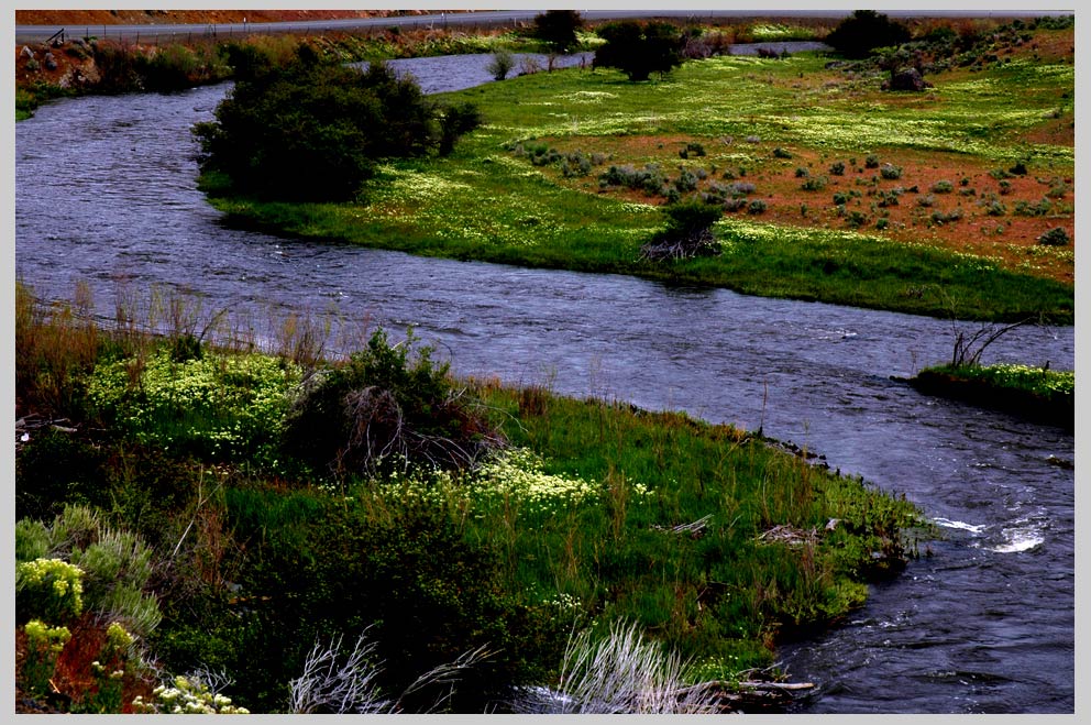 CLIFF CREGO | S-curve, Powder River, Oregon | WHITETOP (Cardaria draba)