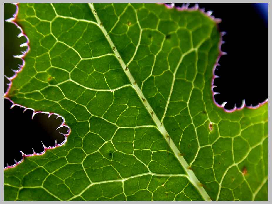 PRICKLY LETTUCE, skyview! (Lactuca serriola) 