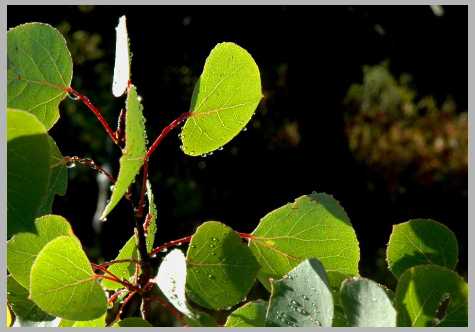 CLIFF CREGO | Quaking Aspen Leaves . . . (Populus tremoloides, most widely distributed  tree of North America.)