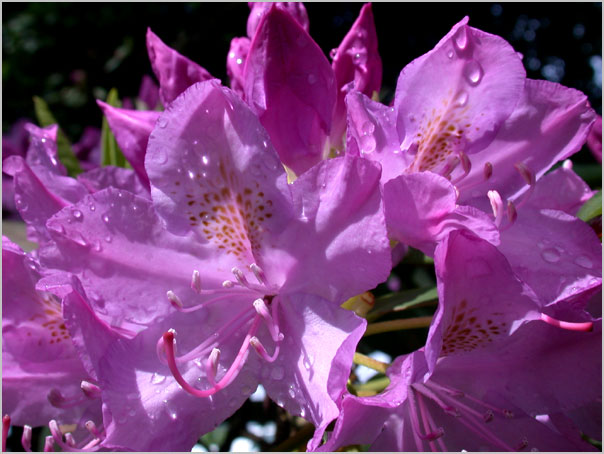 rhododendron, flowers