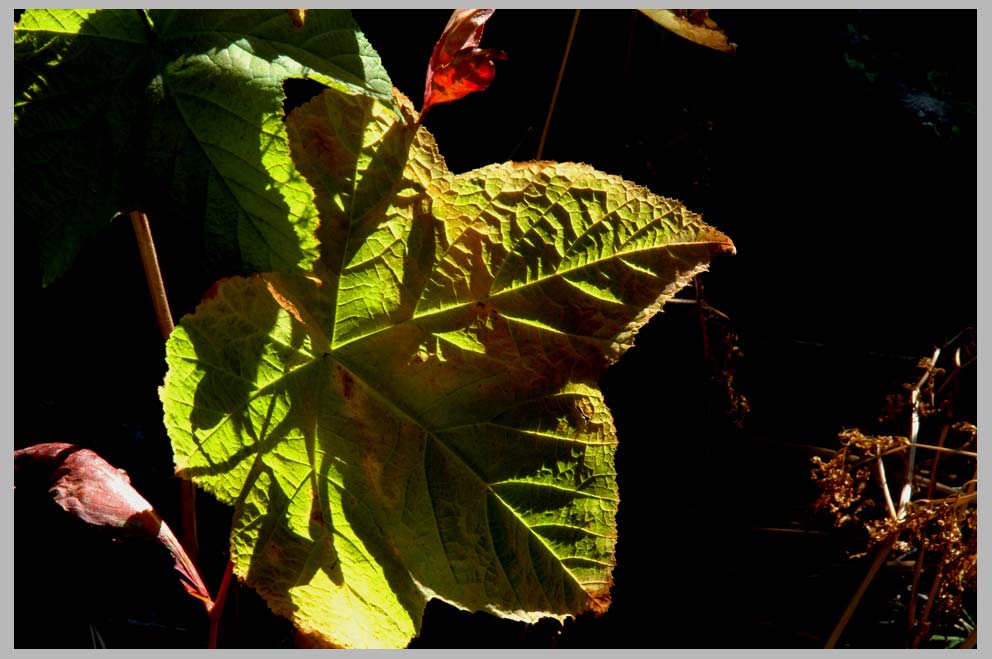 Thimbleberry Leaf, October aspect, (Rubus parviflorus, member of the Rose family)