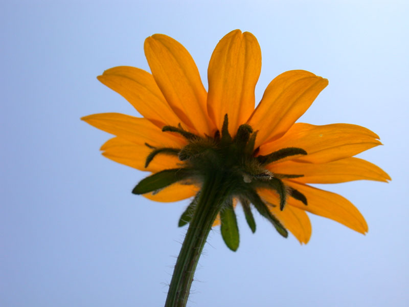 rudbeckia (below)