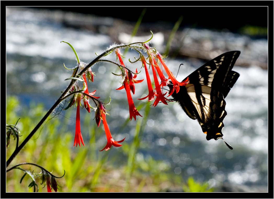 SCARLET GILIA (Ipomopsis aggregata) with SWALLOWTAIL in South Wallowas