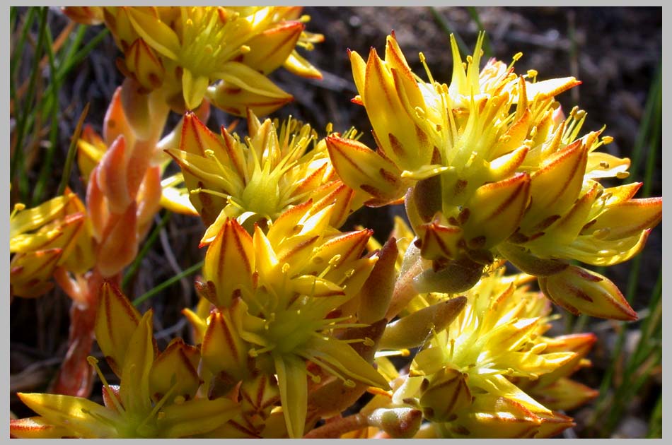 CLIFF CREGO | Yellow Stonecrop (Sedum lanceolatum), South Wallowas