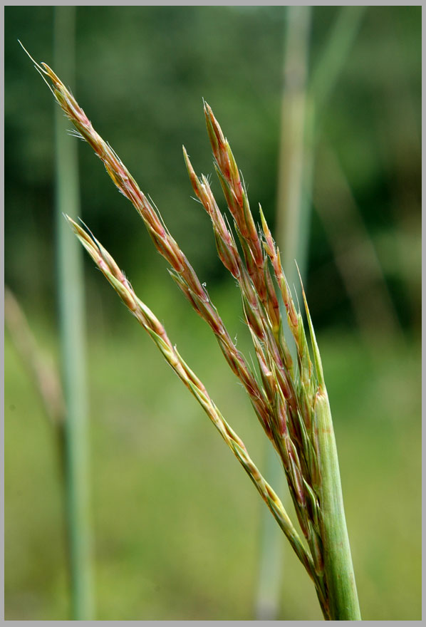 signature grass, big blue