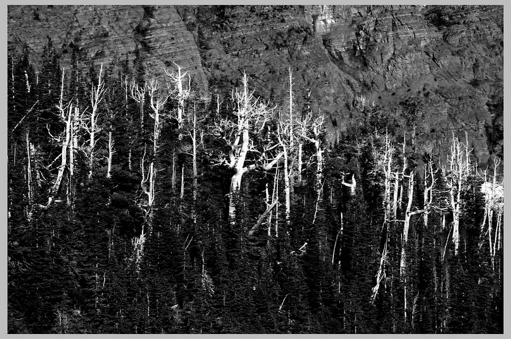 CLIFF CREGO | Whitebark Pine (Pinus albicaulis), "Skeleton Forest," GLACIER NATIONAL PARK 