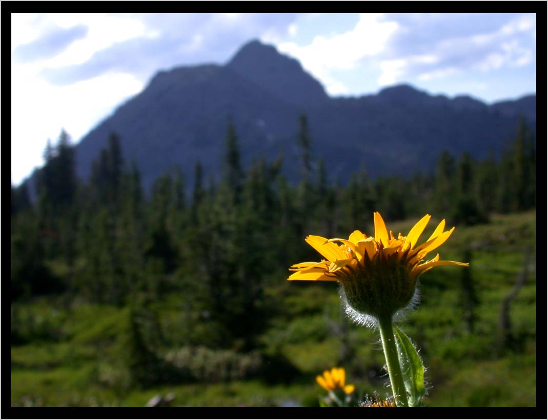 CLIFF CREGO | Solo ARNICA (Arnica spp.), across from Krag Peak