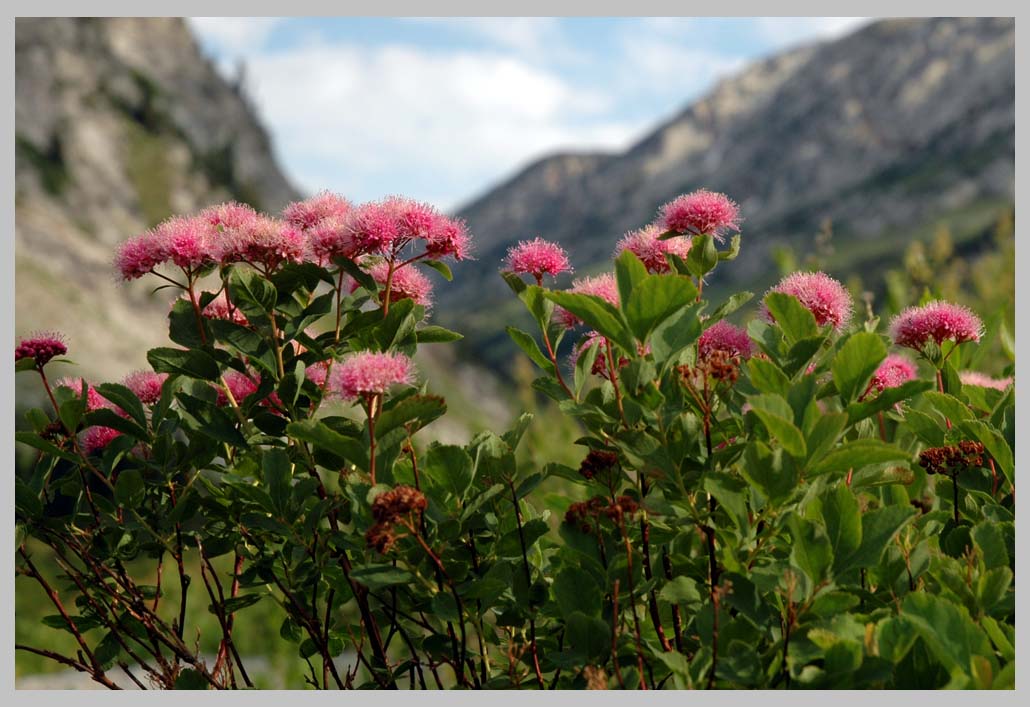 Rose Meadowseet, or Mountain spiraea (Spiraea densiflora)