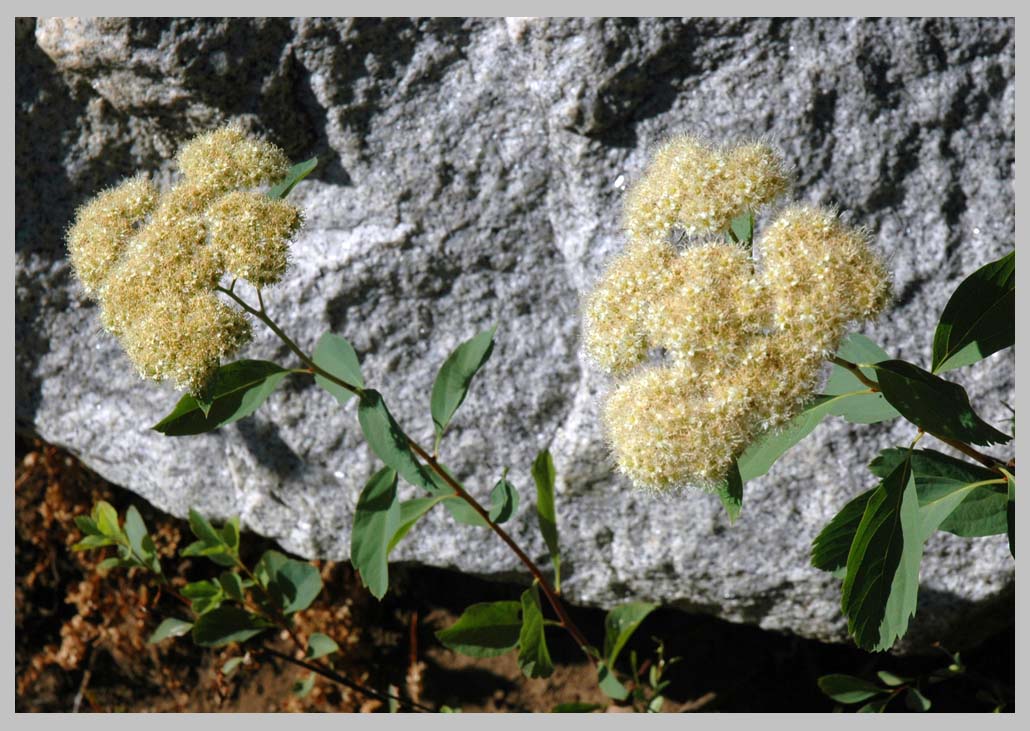 White Meadowseet, or White spiraea (Spiraea betulifolia)