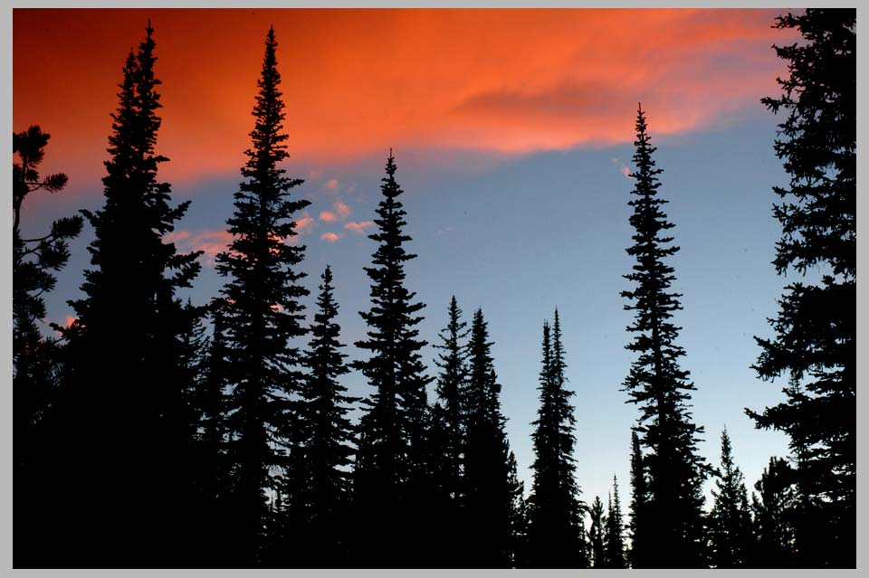 CLIFF CFEGO | Subalpine Fir & Engelman Spruce subalpine silhouette . . .
