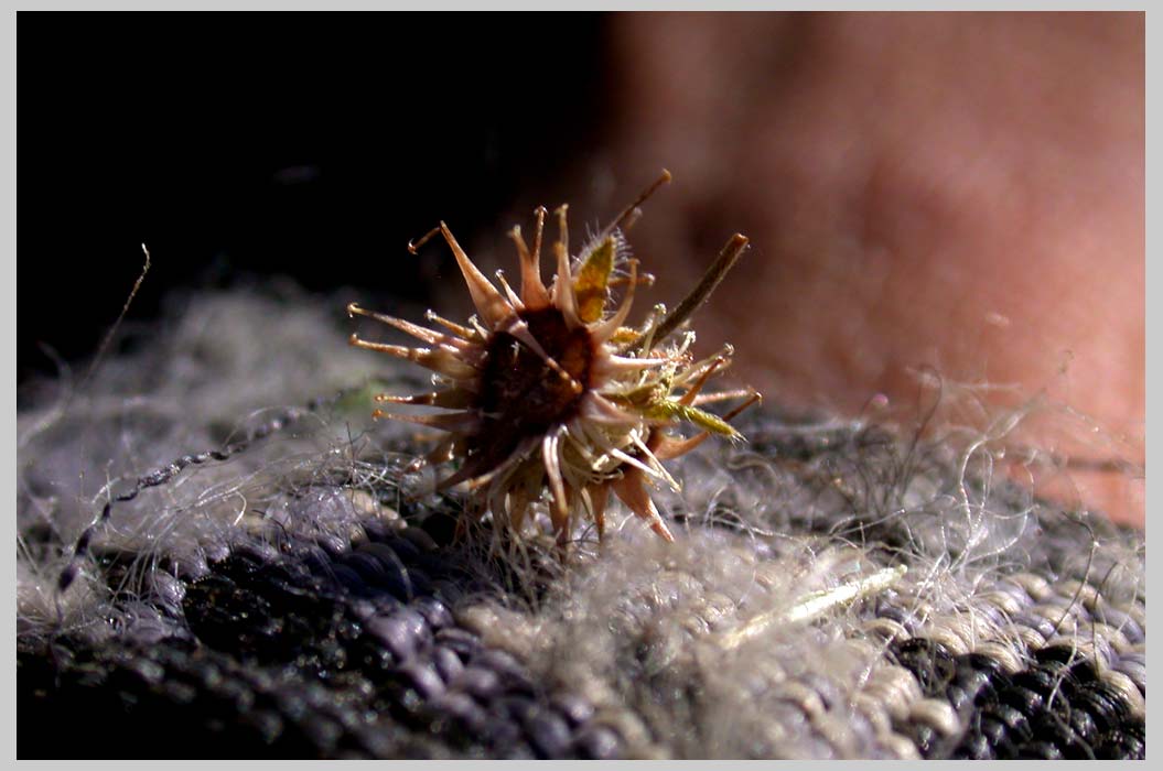 CLIFF CREGO | Jessica Sticktight close-up, (Hackelia micrantha)