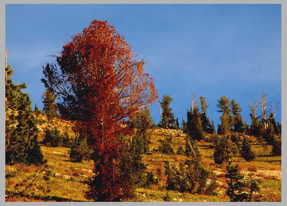 Marker Stonepine—Whitebark Pine, dying (Pinus albicaulis)