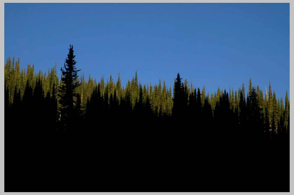 CLIFF CREGO | Subalpine Fir Skyline