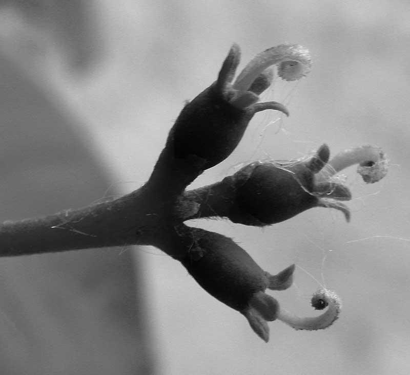 tupelo, female flowers