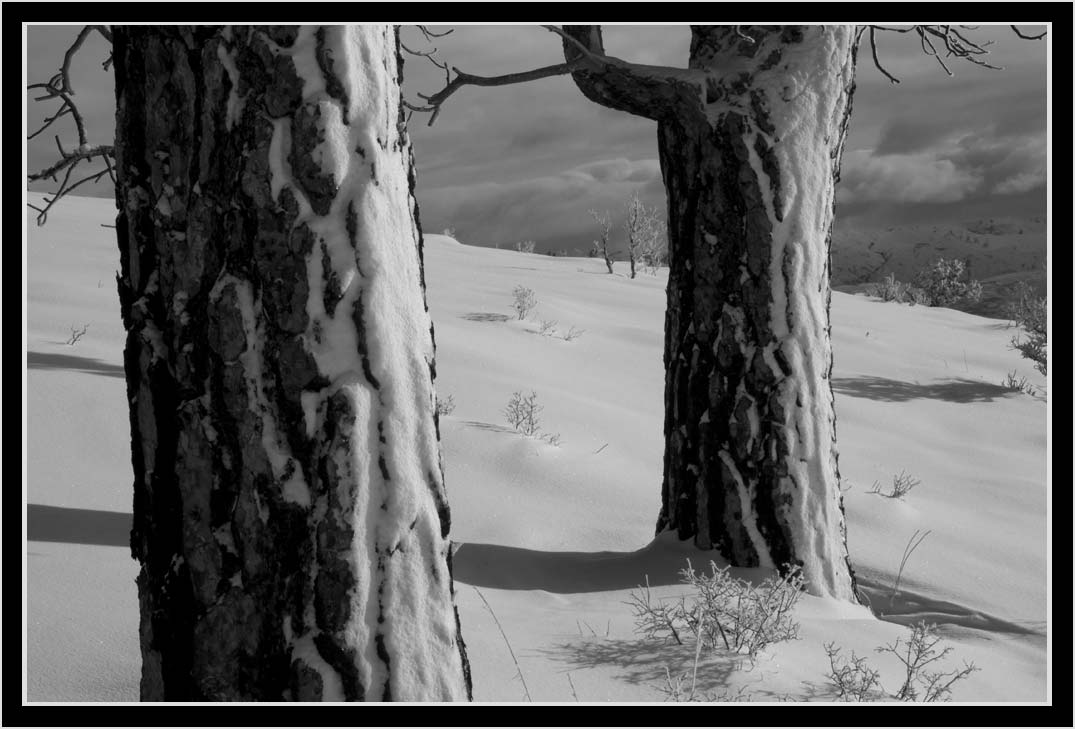 CLIFF CREGO | TWO WINTER TREES, Ponderosa Pine & Doug-fir