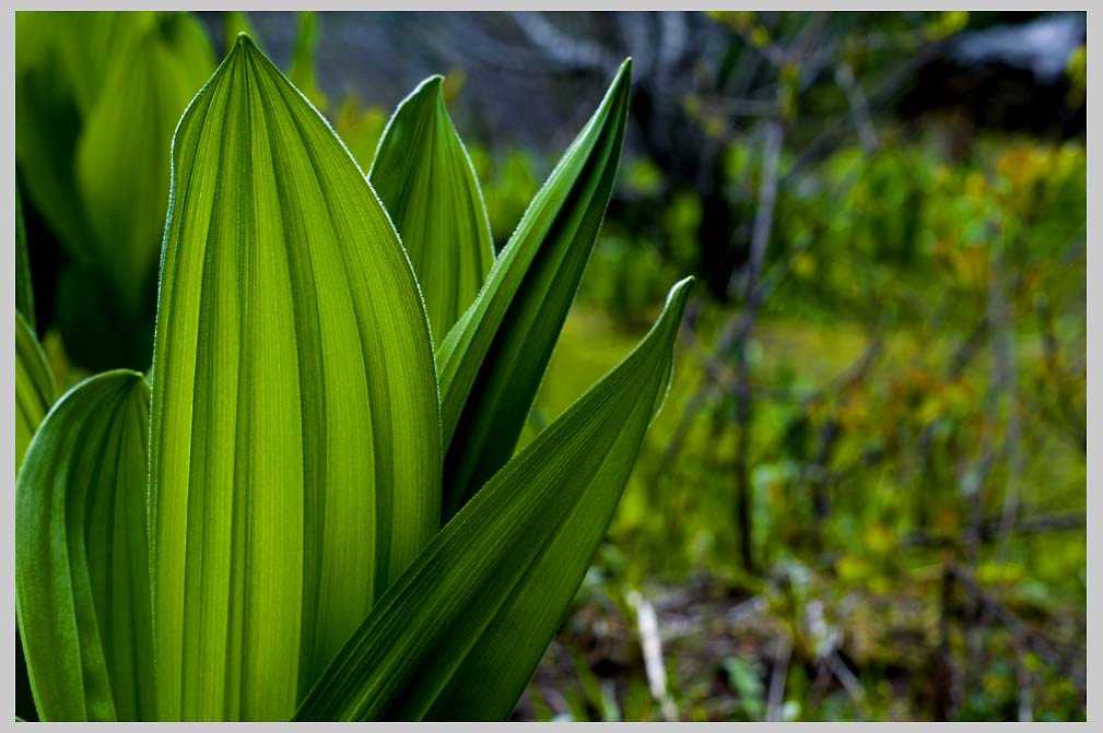CLIFF CREGO | Mountain Spring Corn Lilies (Veratrum veridis (true black = roots)