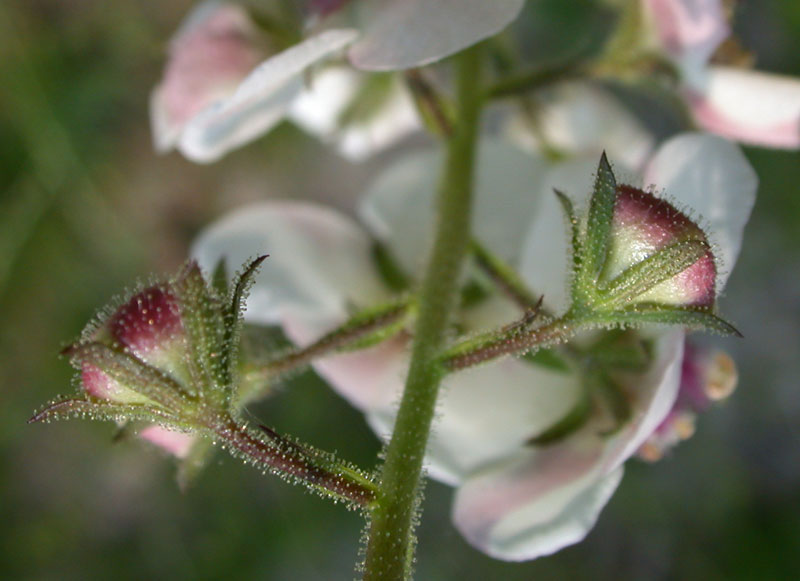 moth mullein: striking symmetry