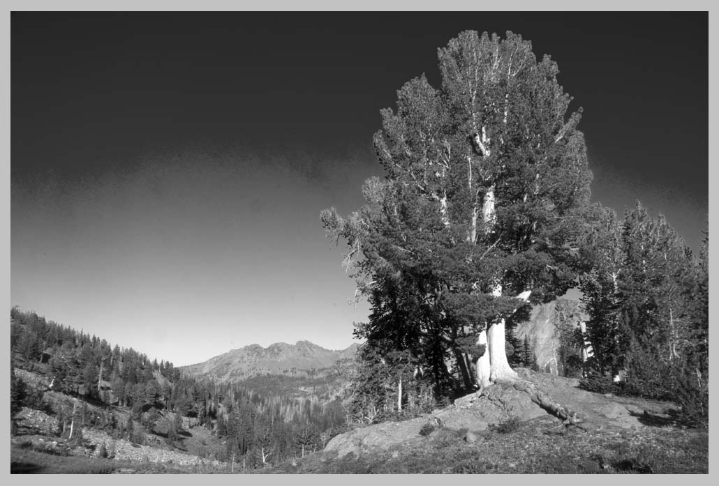 HEALTHY WHITEBARK PINES at 2500 m. (Pinus albicaulis), South Wallowas 
