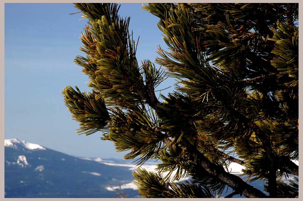 Whitebark Pine, (Endangered) Sentinel of the Highcountry, (Pinus albicaulis)