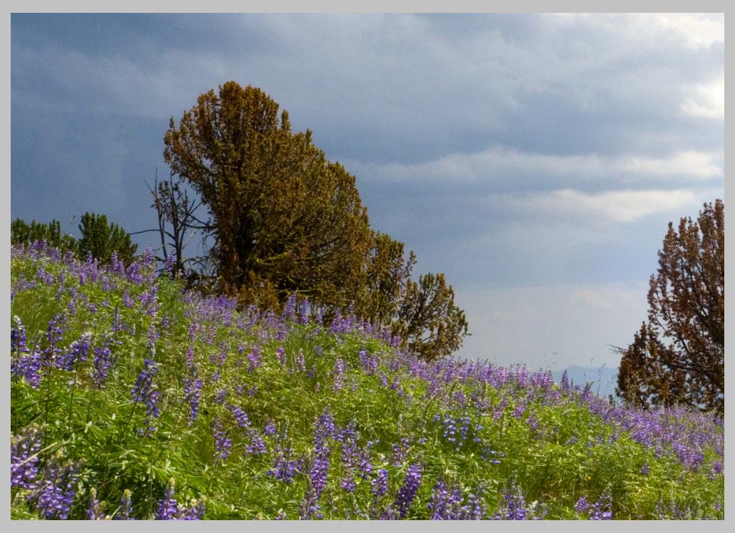 WHITEBARK PINE Dieback in South Wallowas