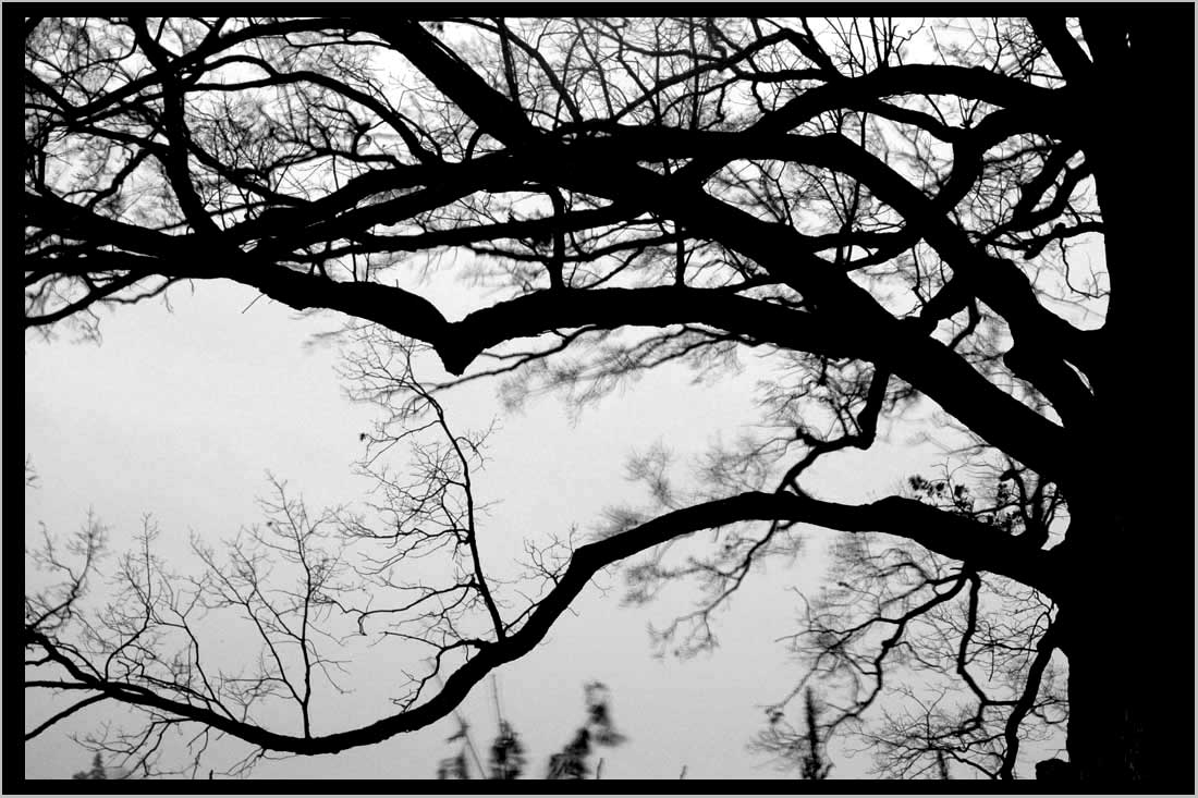 WHITE OAK, night branches . . . (Quercus alba) 
