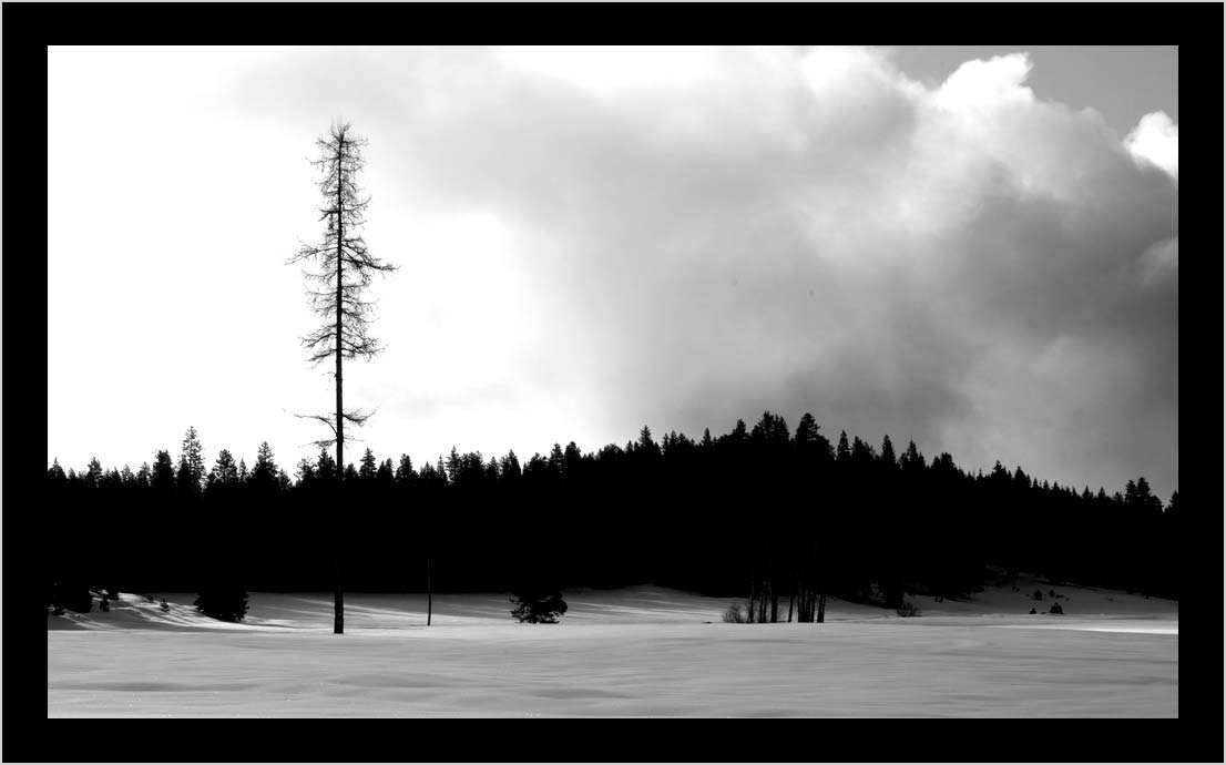 WITNESS TREE, a lone Western Larch in April mountain meadow