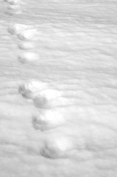 tracks_5-13-11_3.jpg