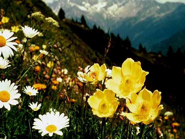 Windflowers in Alpine Heather