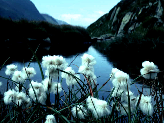 Cotton Grass Fall, the Alps