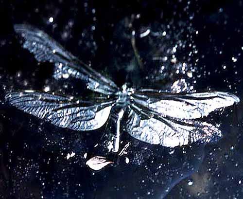 Dragonfly in Ice