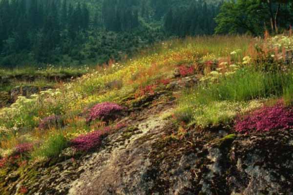 Thyme Community on Granite