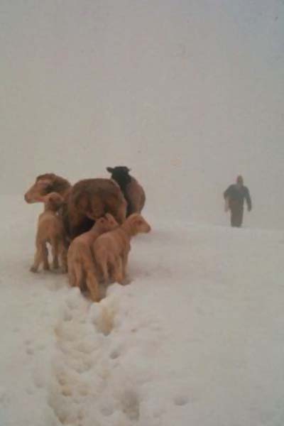 bringing down the sheep to spring barn