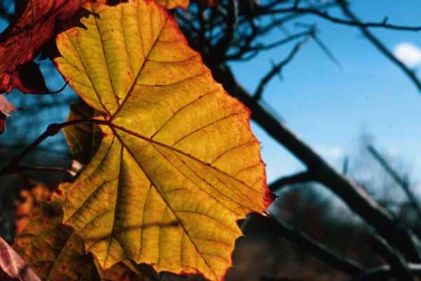 Sycamore Leaf, Fall Sunglight